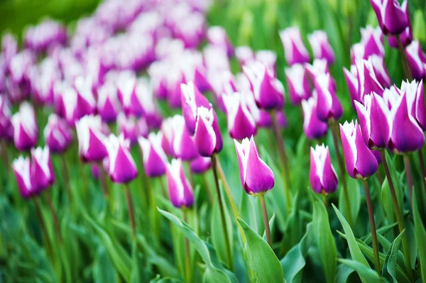 Tulipani viola — Foto Stock