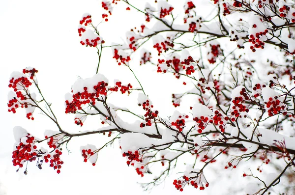 Eberesche im Schnee — Stockfoto