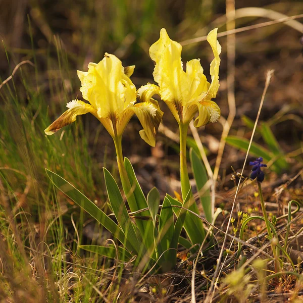 Iris flower w przyrodzie — Zdjęcie stockowe