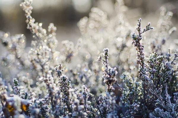 Flor de urze congelada — Fotografia de Stock