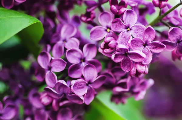 Branche de fleurs lilas — Photo