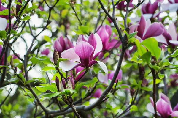 Magnoliablomster – stockfoto
