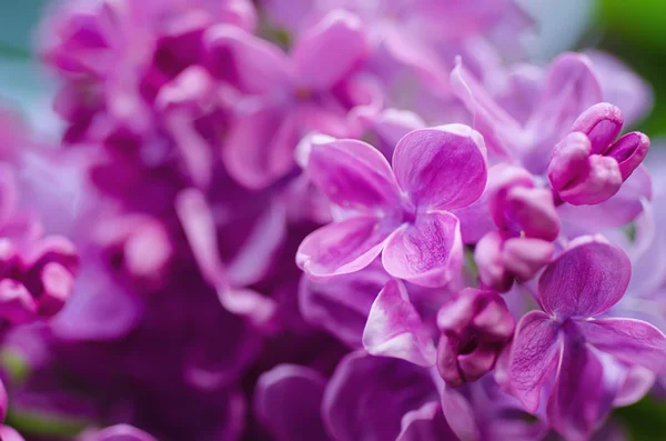 Fondo de flores lila — Foto de Stock