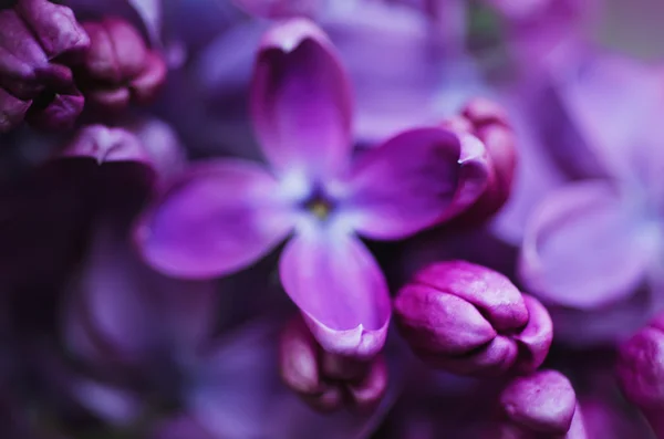 Lilac blommor bakgrund — Stockfoto