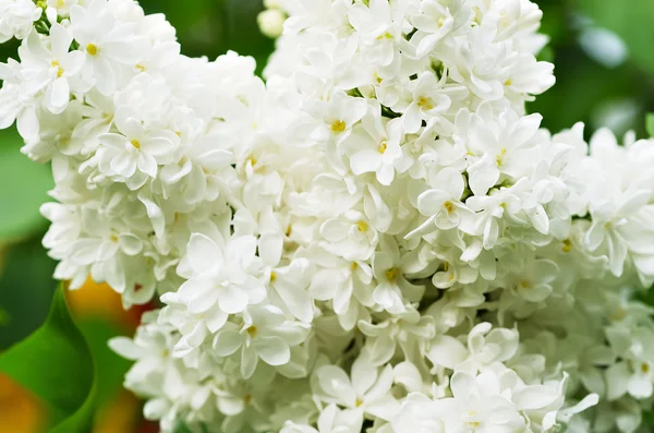 Förgrenade lila blommor — Stockfoto