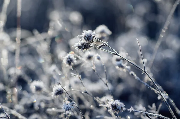 冷凍草原の花 — ストック写真