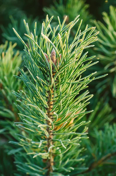 Pine iced tree — Stock Photo, Image