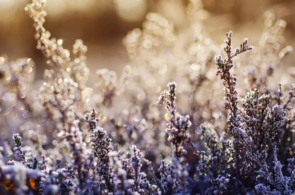 Gefrorene Heidekrautblüte — Stockfoto