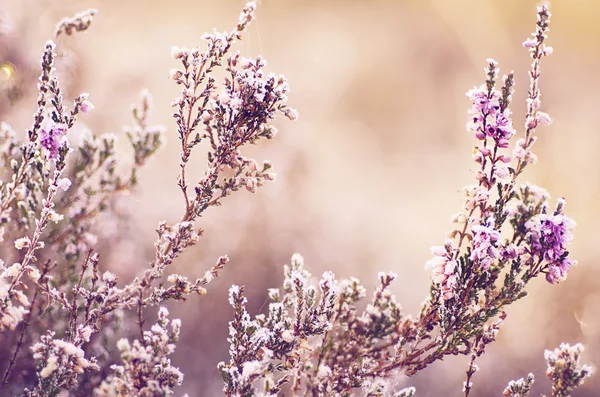 Flor de brezo congelada — Foto de Stock