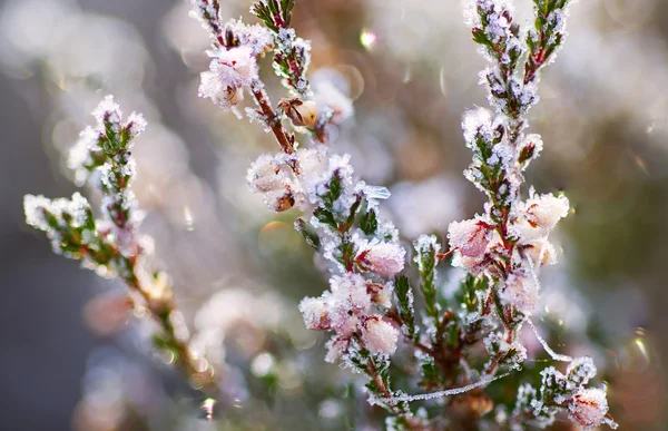 Gefrorene Heidekrautblüte — Stockfoto