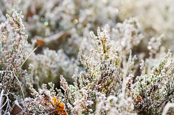 Frozen heather flower — Stock Photo, Image