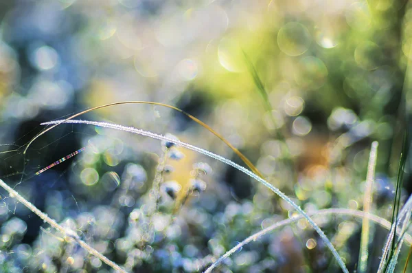 Frozen meadow plant — Stock Photo, Image