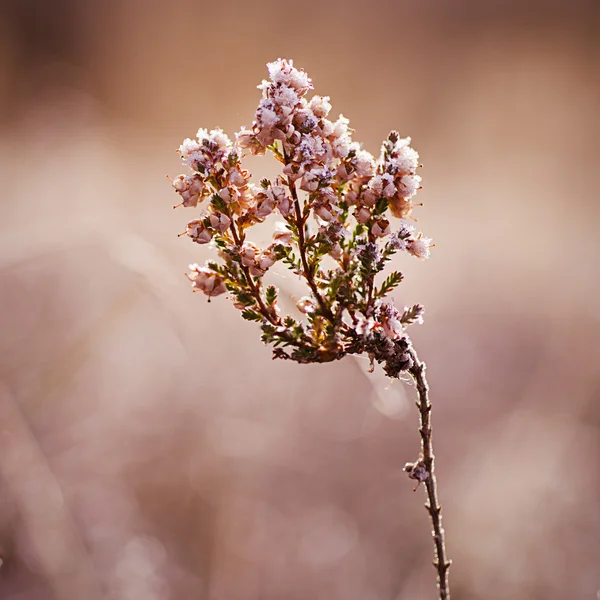 Flor de brezo congelada — Foto de Stock