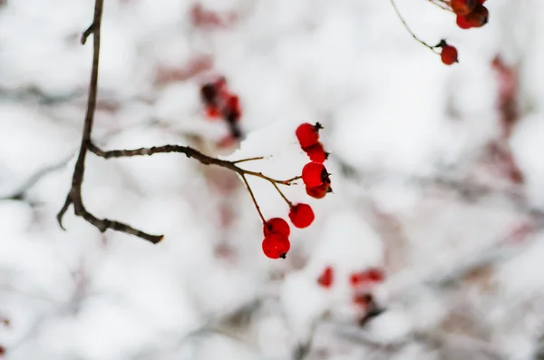 Rowan kar — Stok fotoğraf