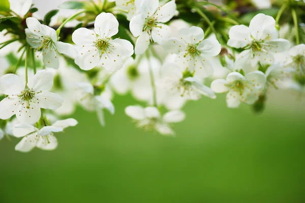 Flores de cereza — Foto de Stock