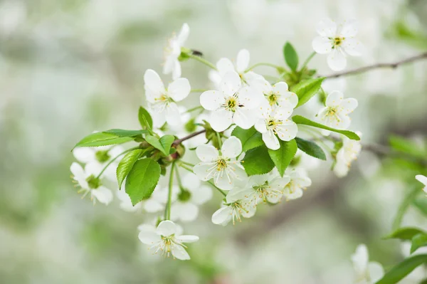 Flori de cireșe — Fotografie, imagine de stoc