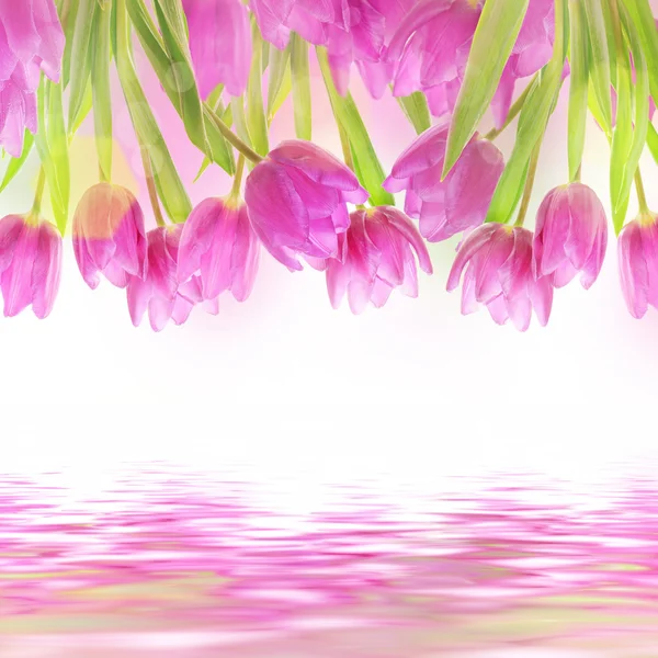 Fleurs de tulipes sur le blanc — Photo