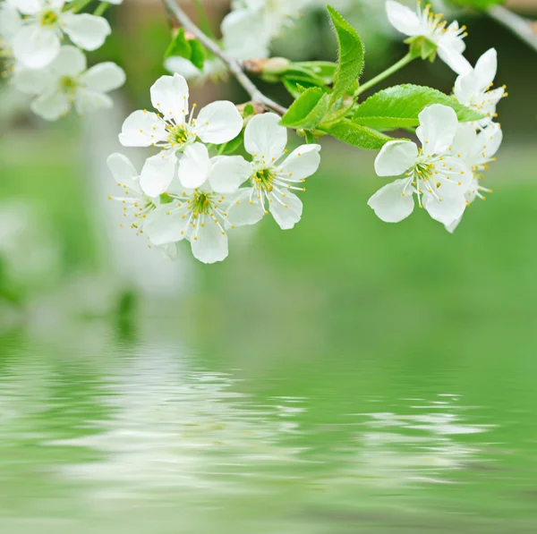 Flores de cereja — Fotografia de Stock