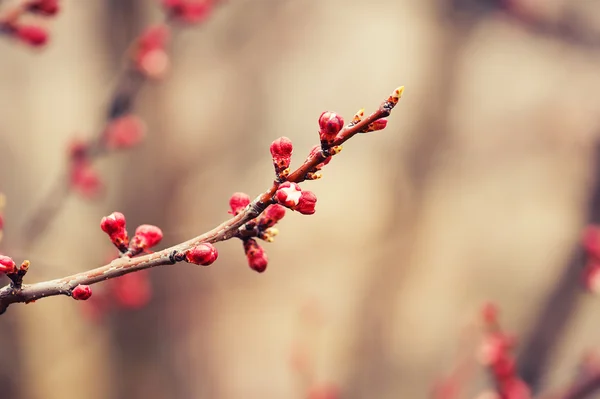 Apricot tree flower — Stock Photo, Image