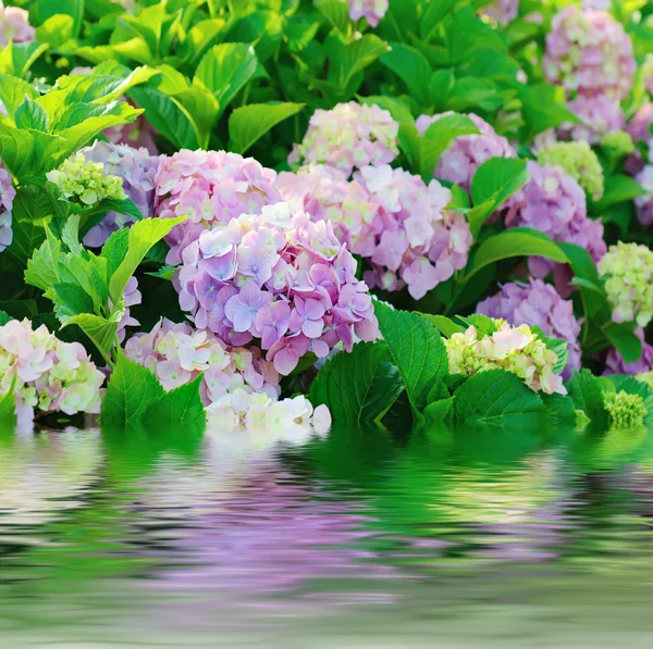 Hortensia bloemen — Stockfoto