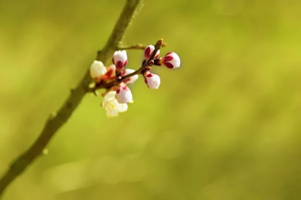Абрикосове дерево квітка — стокове фото