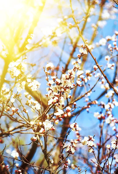 Marillenbaumblüte — Stockfoto