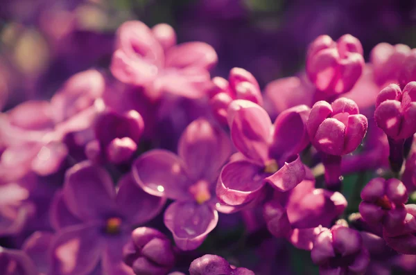 Fondo de flores lila —  Fotos de Stock