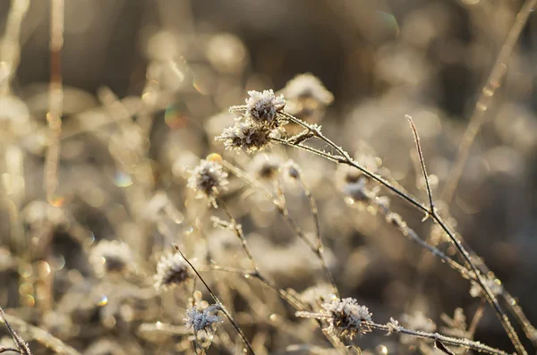 Flor del prado congelado —  Fotos de Stock