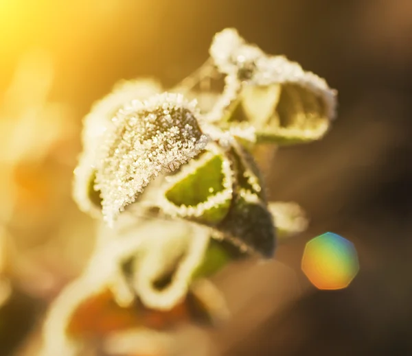 Frozen leaf — Stock Photo, Image