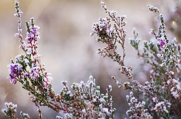 Fleurs de bruyère congelées — Photo