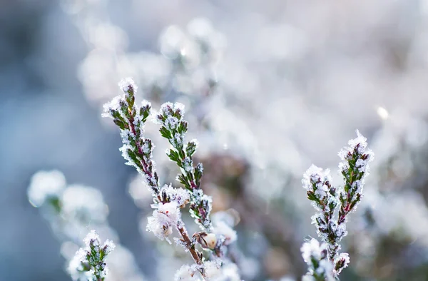 Flor de urze congelada — Fotografia de Stock