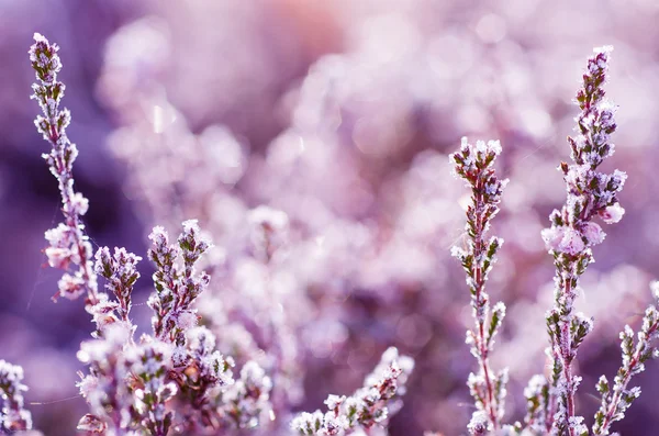 Frozen heather flower — Stock Photo, Image