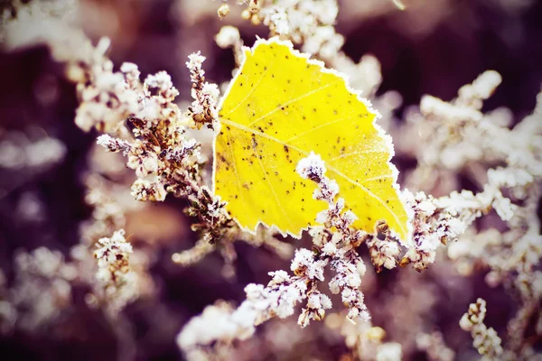 Flor de urze congelada — Fotografia de Stock