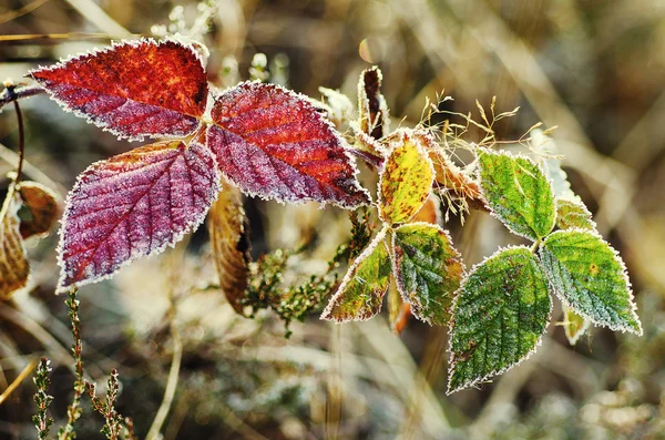 Folhas congeladas de amora — Fotografia de Stock