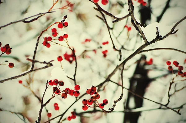 Rowan in the snow — Stock Photo, Image