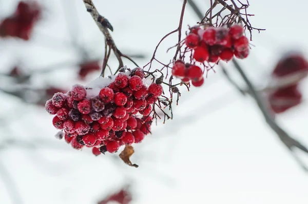 Eberesche im Schnee — Stockfoto