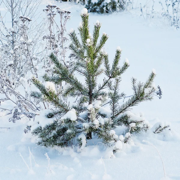 Árvore de abeto sob a neve — Fotografia de Stock