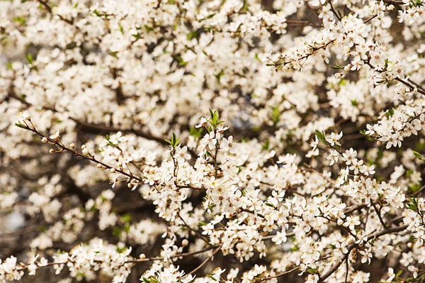 Сливовые цветы — стоковое фото