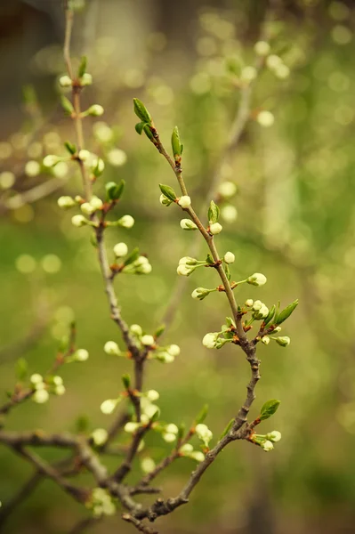 Cherry flowers — Stock Photo, Image