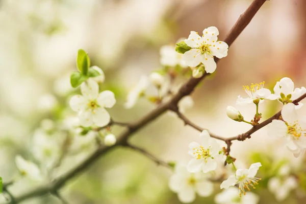 Cherry flowers — Stock Photo, Image