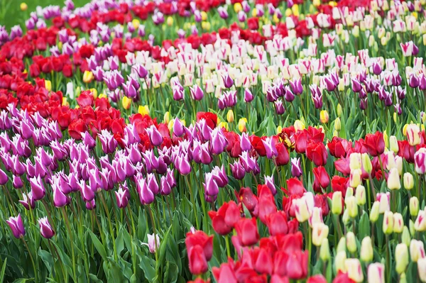 Tulipas multicoloridas — Fotografia de Stock