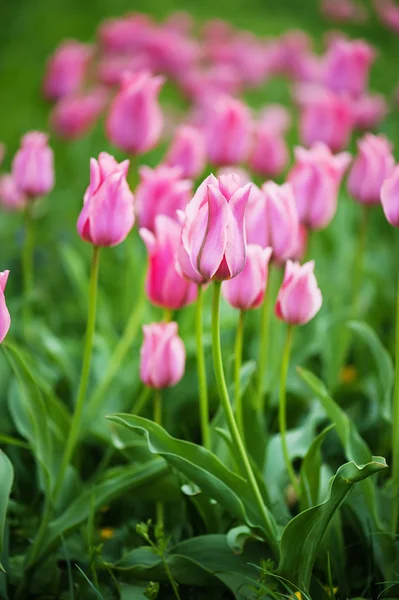 Rosa hermosos tulipanes — Foto de Stock