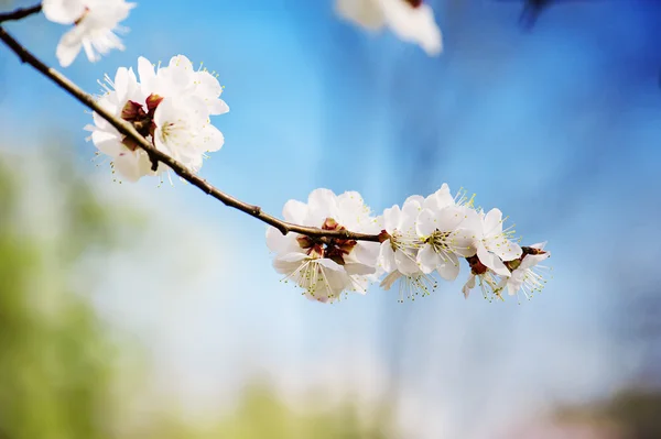 Marillenbaumblüte — Stockfoto