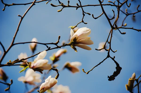 Magnolie bílé květy — Stock fotografie