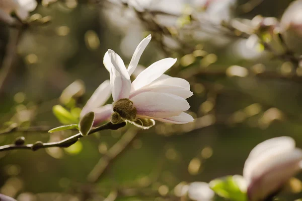 Magnolia fleurs blanches — Photo