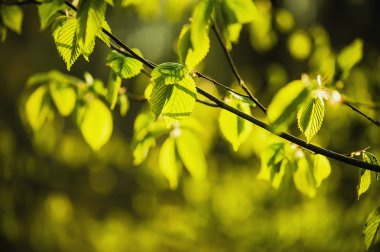 Güneşli yeşil yapraklar