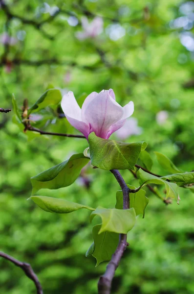 Magnolia bloemen — Stockfoto