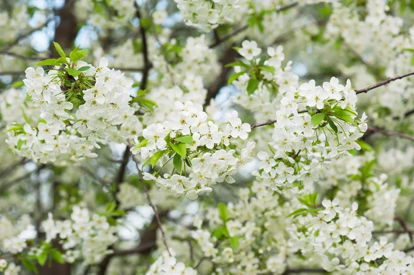 Flores de cereza —  Fotos de Stock