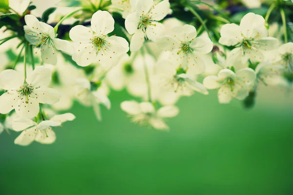 Kiraz çiçekleri — Stok fotoğraf
