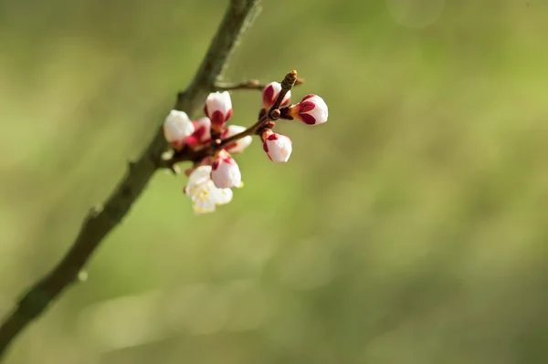 Kayısı ağacı çiçeği — Stok fotoğraf